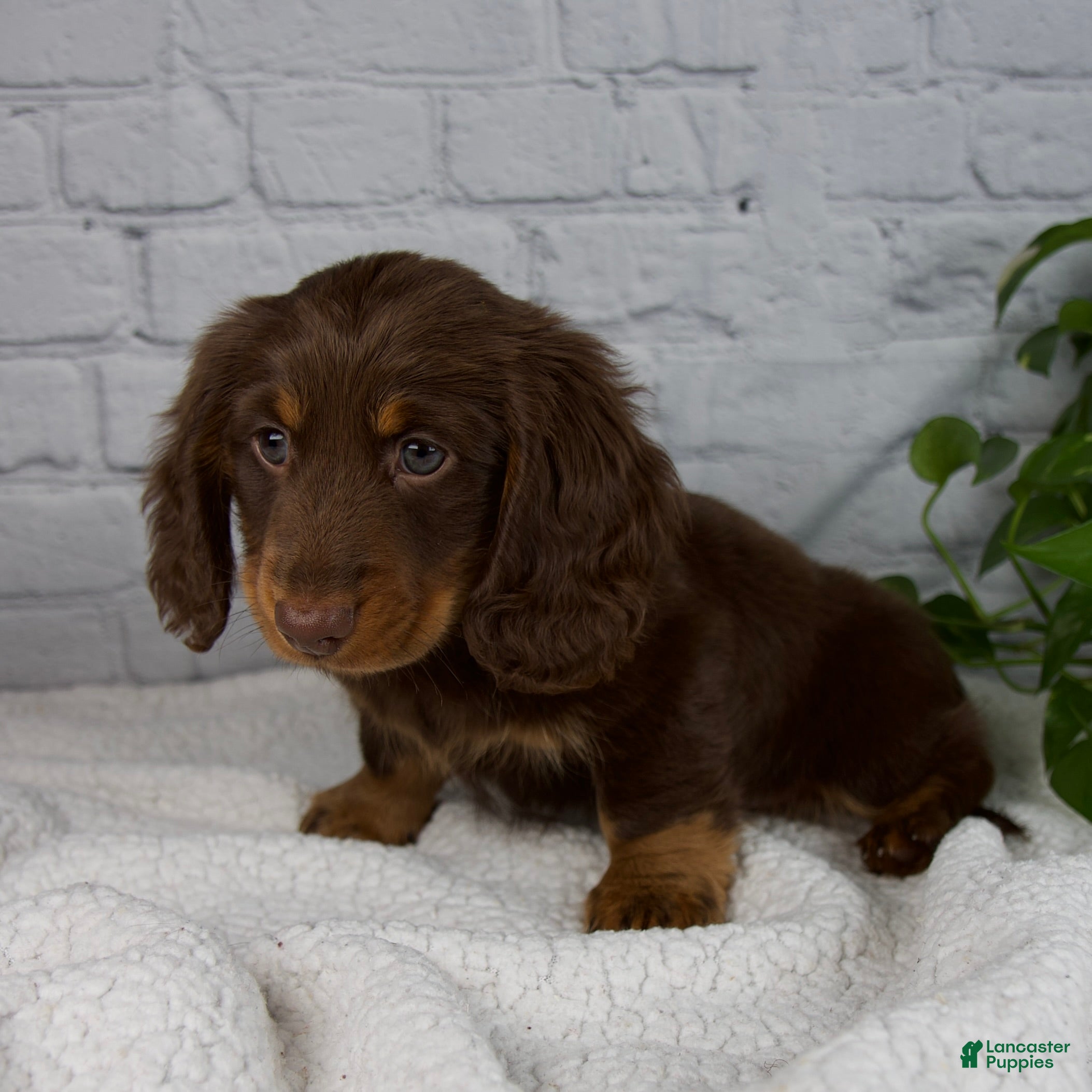 Miniature Dachshund dogs Manning - Ad 5