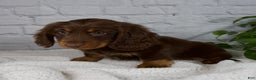 Miniature Dachshund dogs for sale: Manning - Ad 5