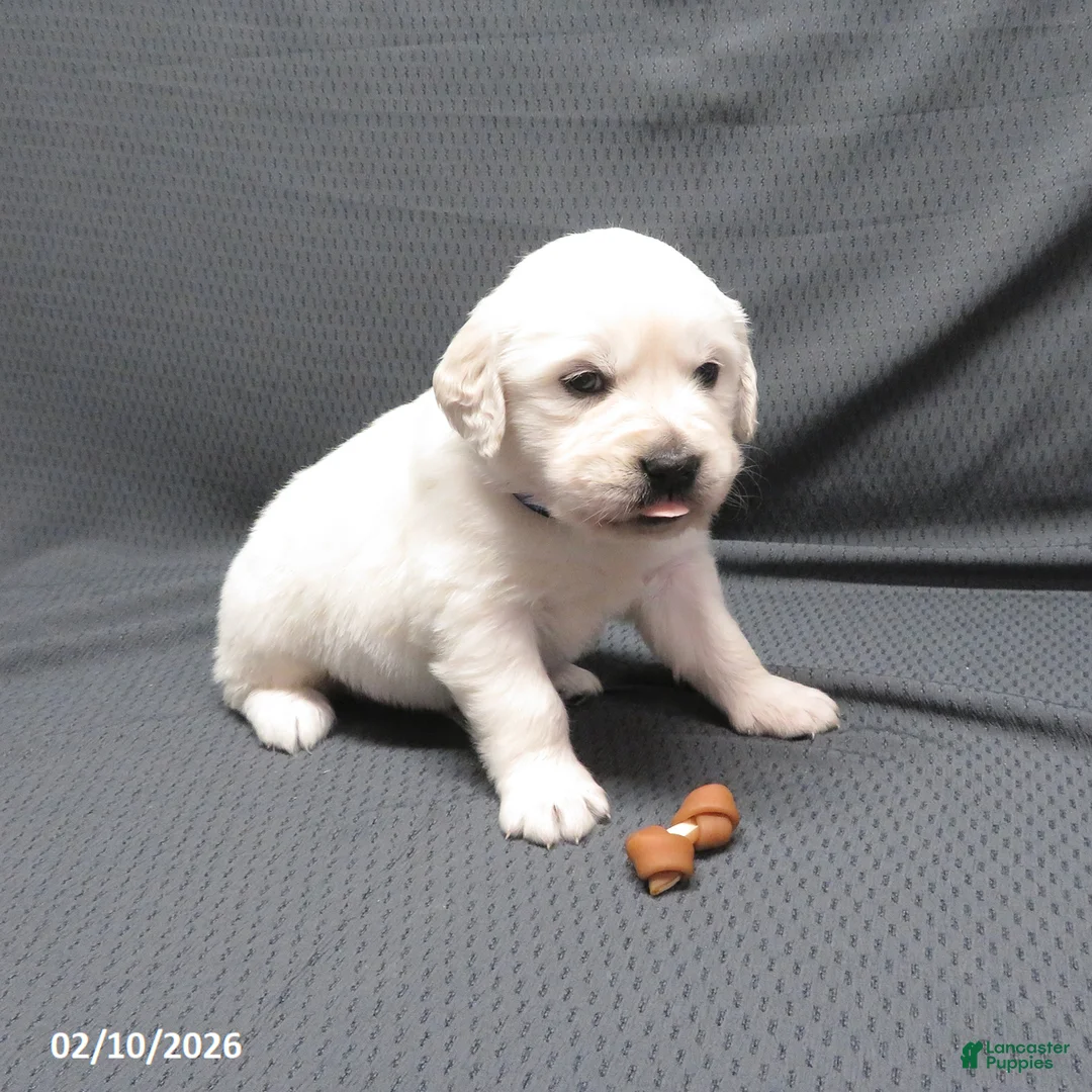 Golden Retriever dogs for sale: Bobbles - Ad 5