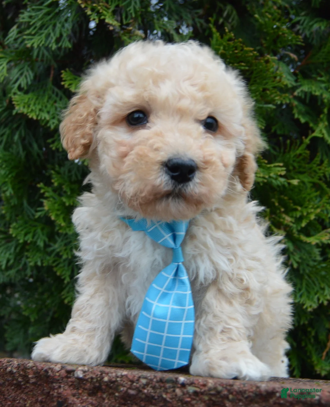 Miniature Poodle dogs for sale: Mini Peanut - Ad 1