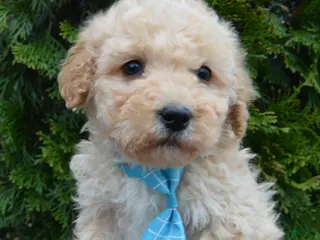Miniature Poodle dogs for sale: Mini Peanut - Ad 2