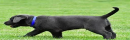 Labrador Retriever dogs for sale: Reno - Ad 6