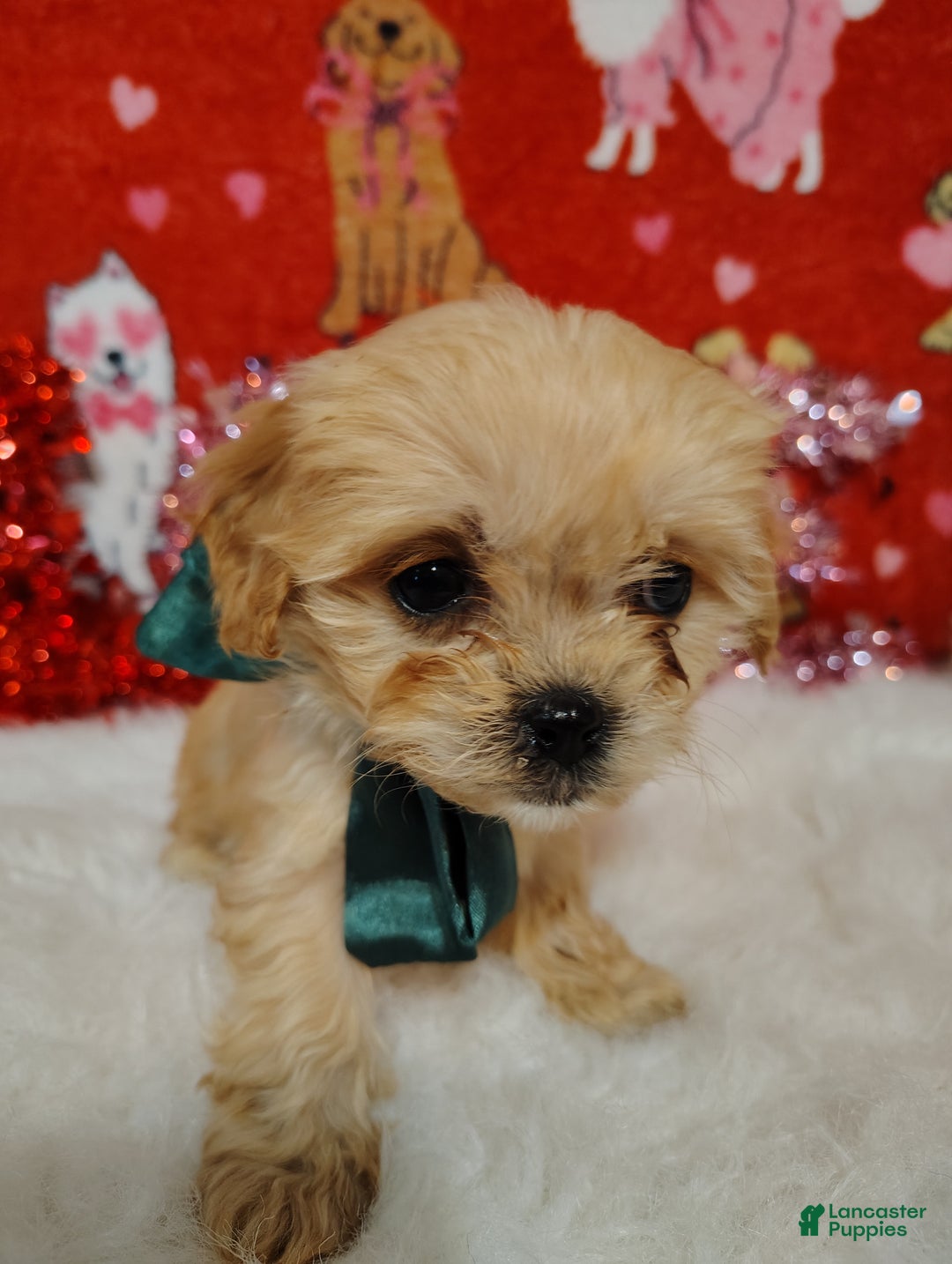 Cavapoo dogs for sale: Gracie - Ad 4