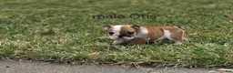 English Bulldog dogs for sale: English Bulldog Puppy 1 - Ad 10
