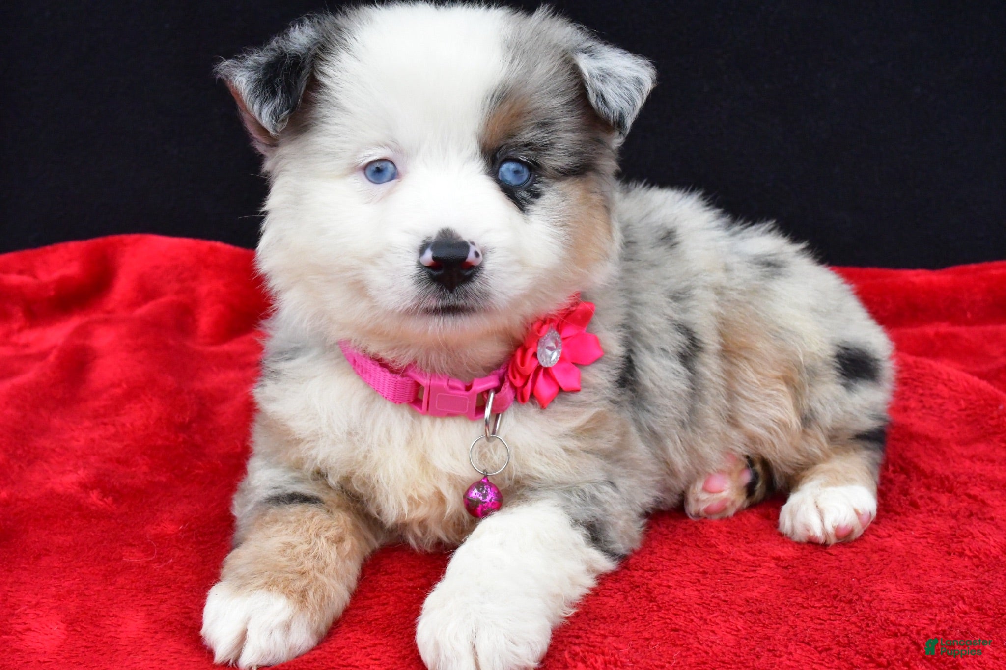 Miniature Australian Shepherd dogs Carmen - Ad 1