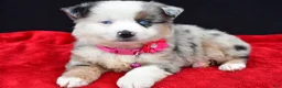 Miniature Australian Shepherd dogs for sale: Carmen - Ad 6