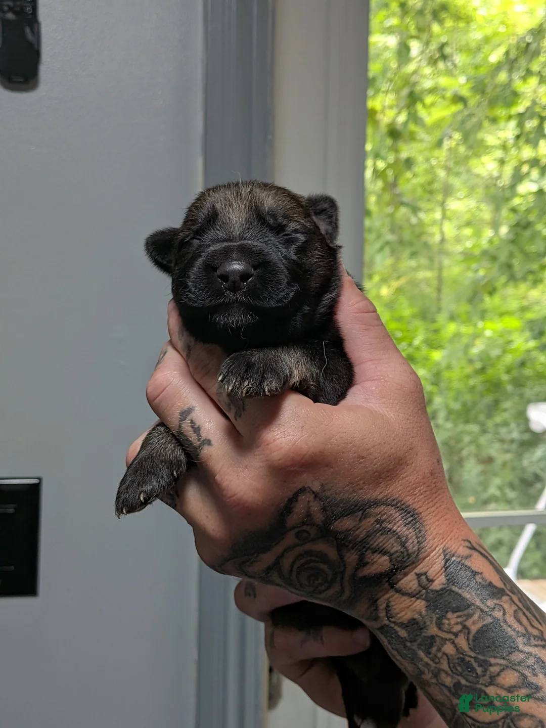 German Shepherd dogs for sale: German Shepherd 3 - Ad 1