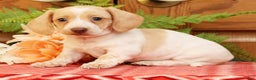 Miniature Dachshund dogs for sale: Denise - Ad 3