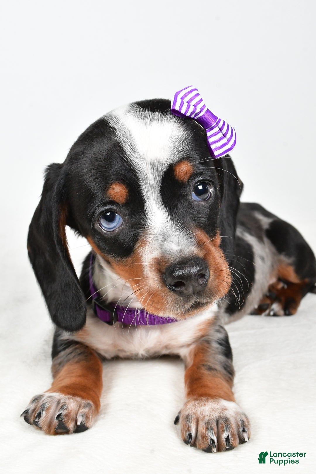 Miniature Dachshund dogs for sale: Katie - Ad 3