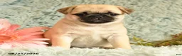 Pug dogs for sale: Beauty - Ad 3