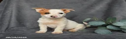 Mixed Breed dogs for sale: Romeo - Ad 4
