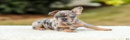 French Bulldog dogs for sale: Mason – Blue & Tan Merle - Ad 7