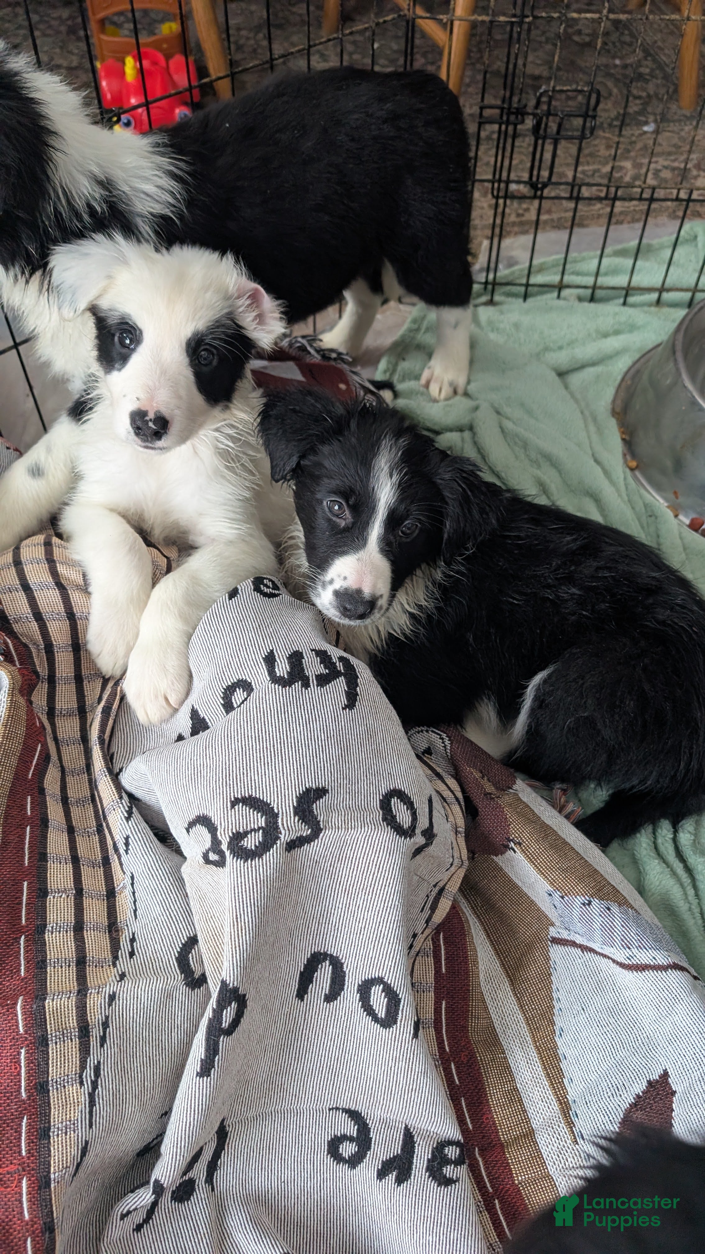 Mixed Breed dogs Male Puppy 2 - Ad 1