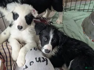 Mixed Breed dogs for sale: Male Puppy 2 - Ad 2