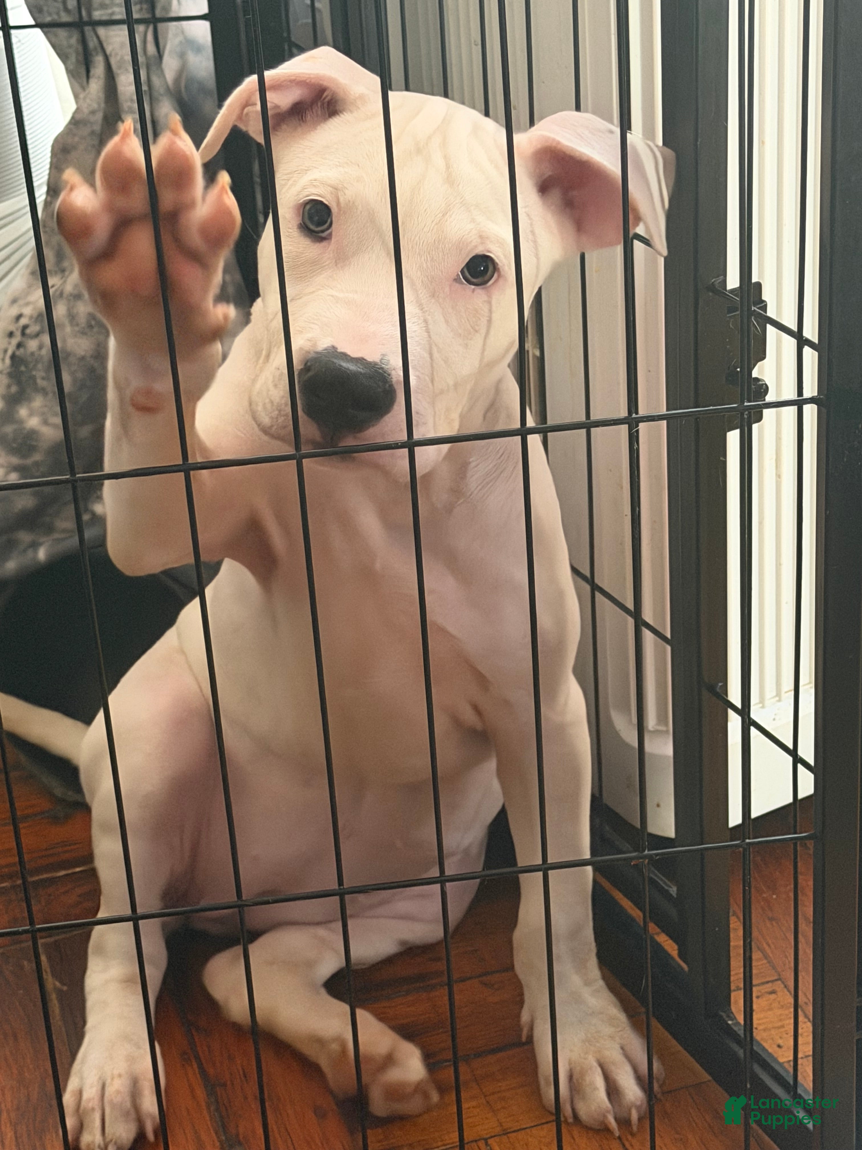 Mixed Breed dogs HONEY - Ad 1
