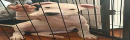 Mixed Breed dogs for sale: HONEY - Ad 1
