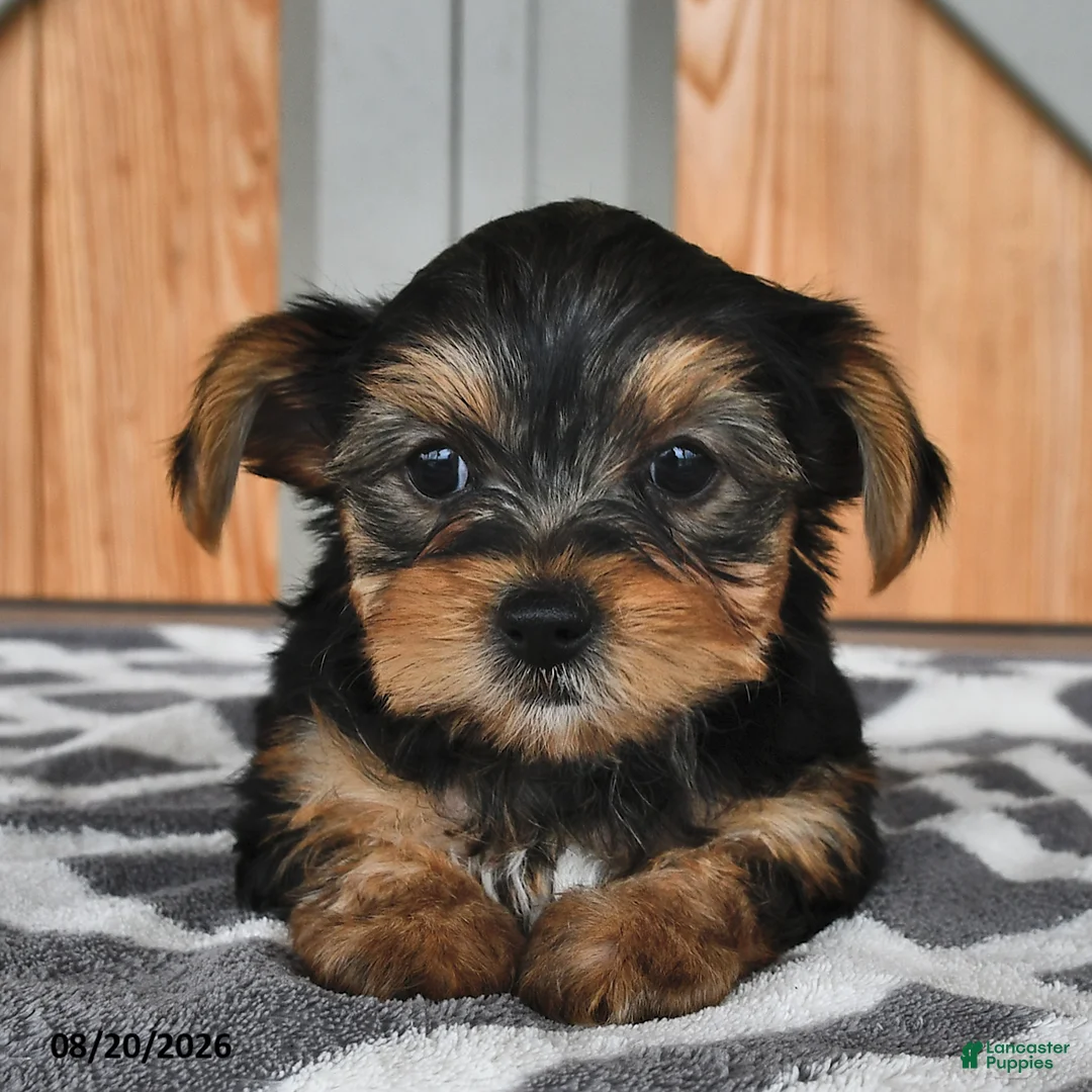 Mixed Breed dogs for sale: Adam - Ad 1