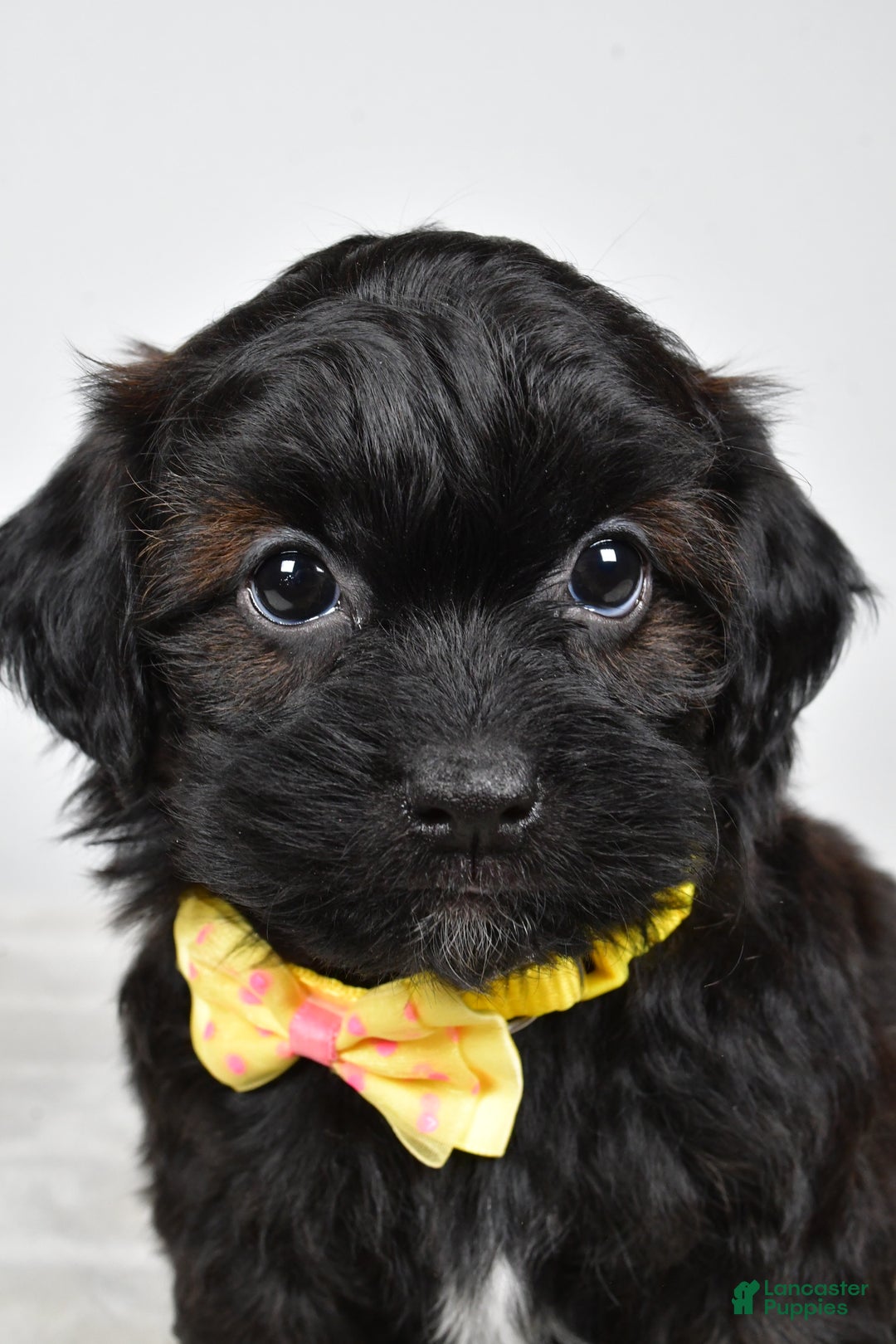 Shihpoo dogs for sale: Ike  - Ad 10