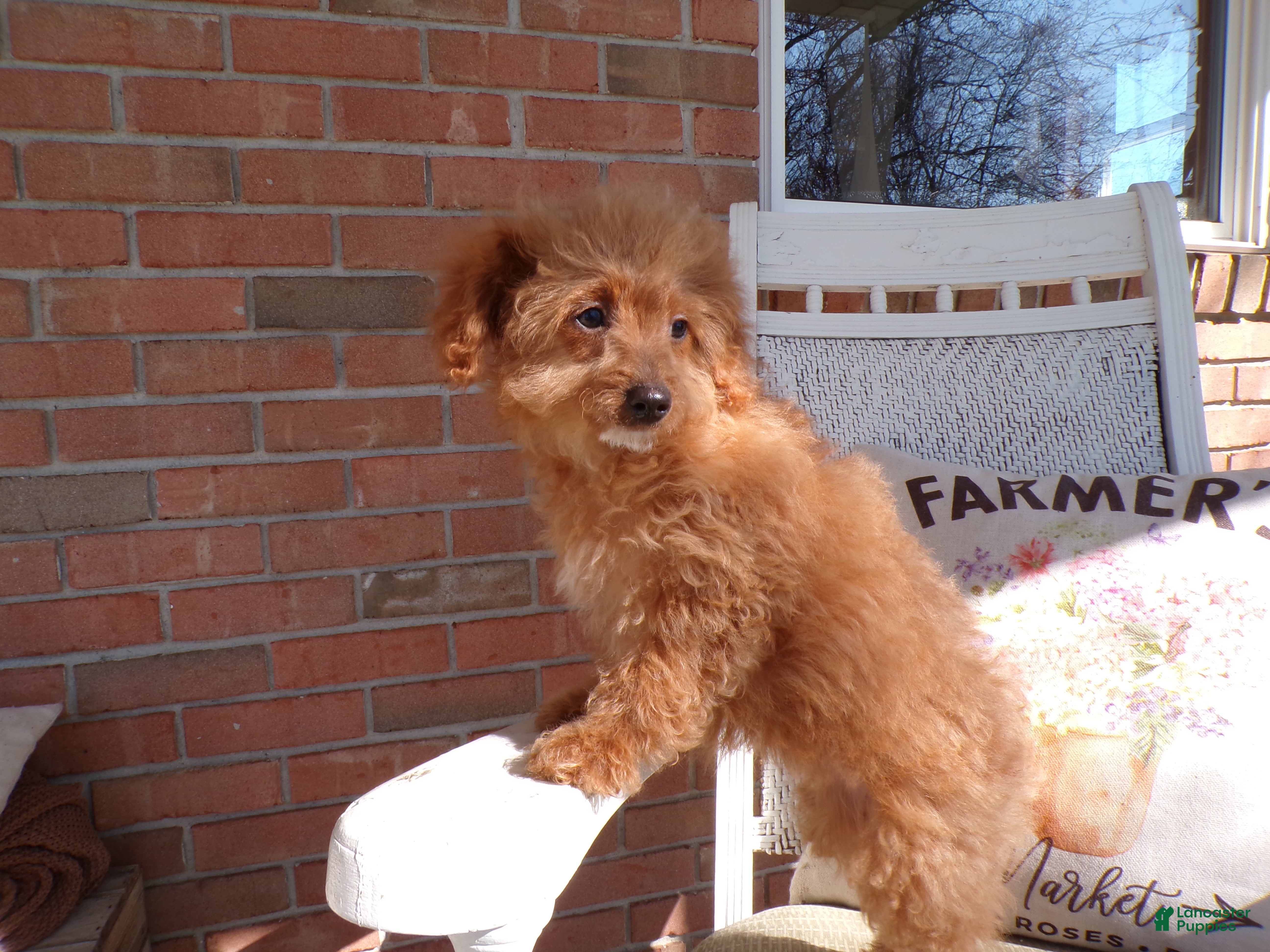 Mini Goldendoodle dogs Bailey - Ad 1