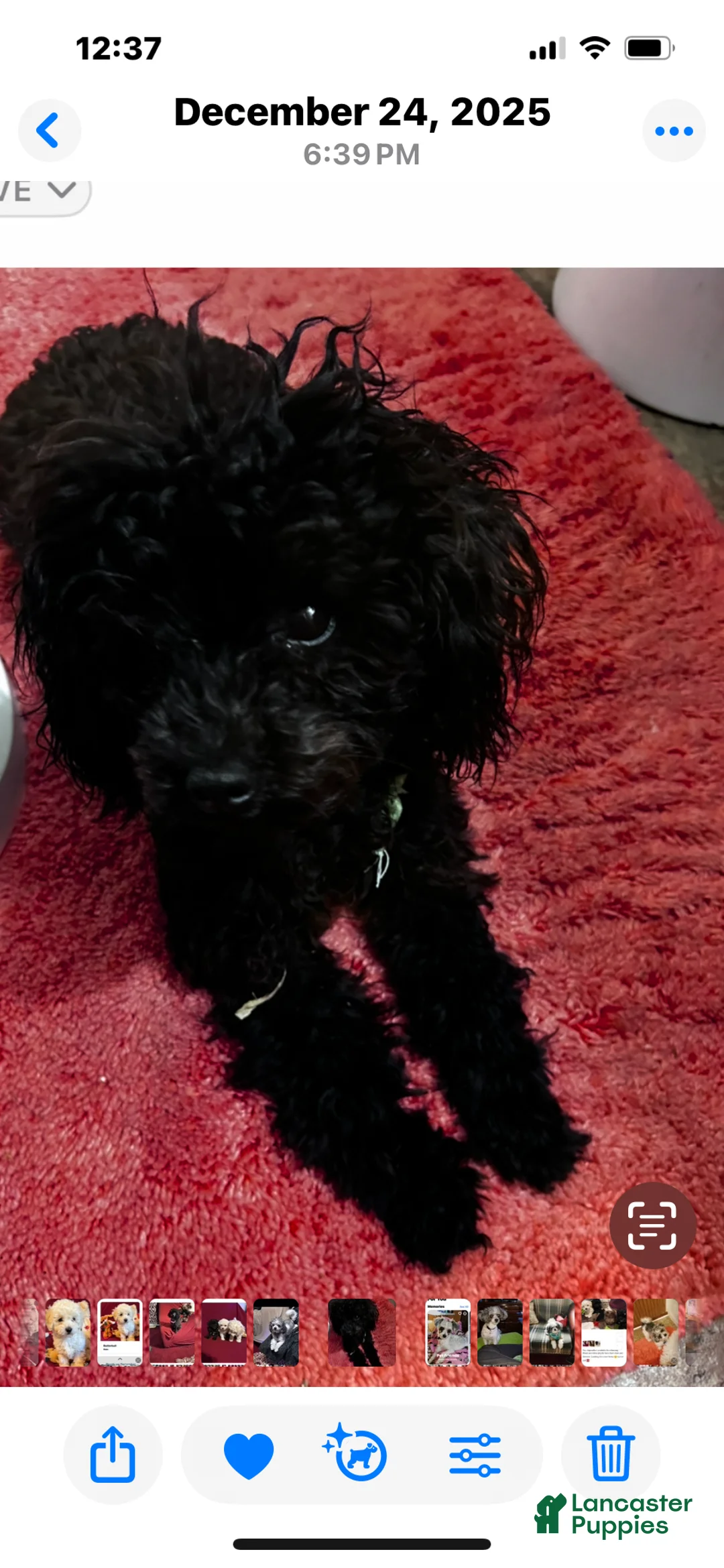 Chipoo dogs for sale: Butterball - Ad 4