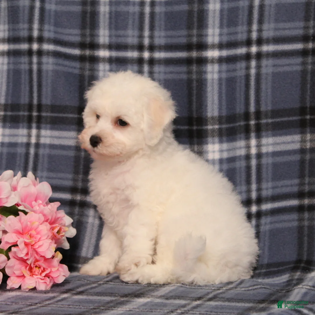 Bichon Frise dogs for sale: BJ's Nicholas - Ad 5