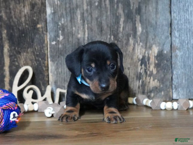 Miniature Dachshund dogs Treyton - Ad 2