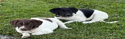 Mixed Breed dogs for sale: Major - Ad 2