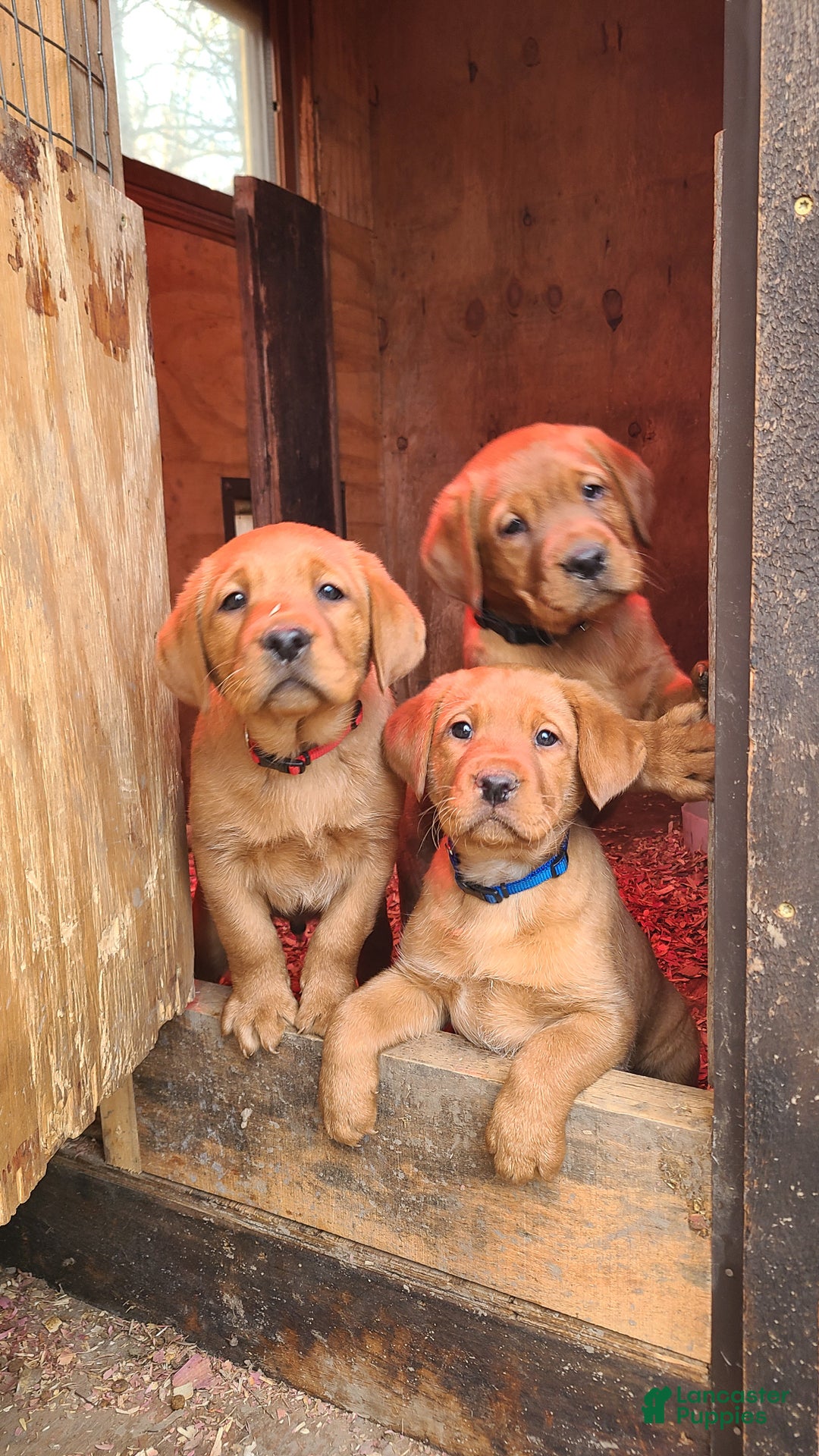 Labrador Retriever dogs for sale: Snip - Ad 11