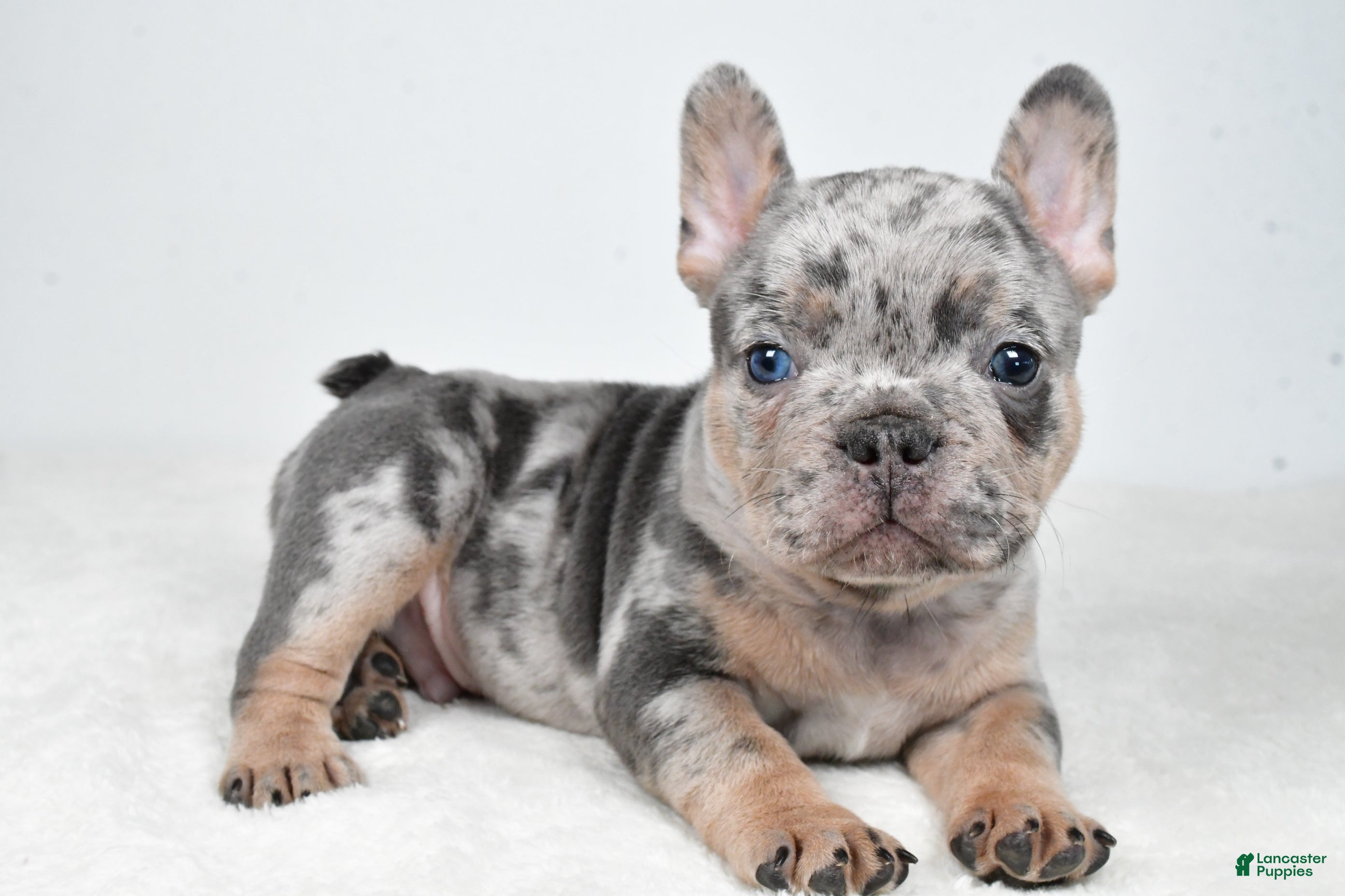French Bulldog dogs Buster  - Ad 1