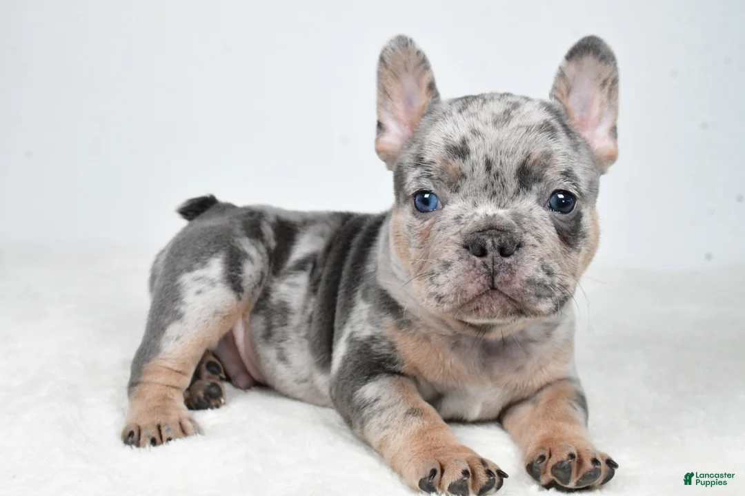 French Bulldog dogs for sale: Buster  - Ad 1