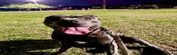 Cane Corso dogs for sale: APHRODITE - Ad 9