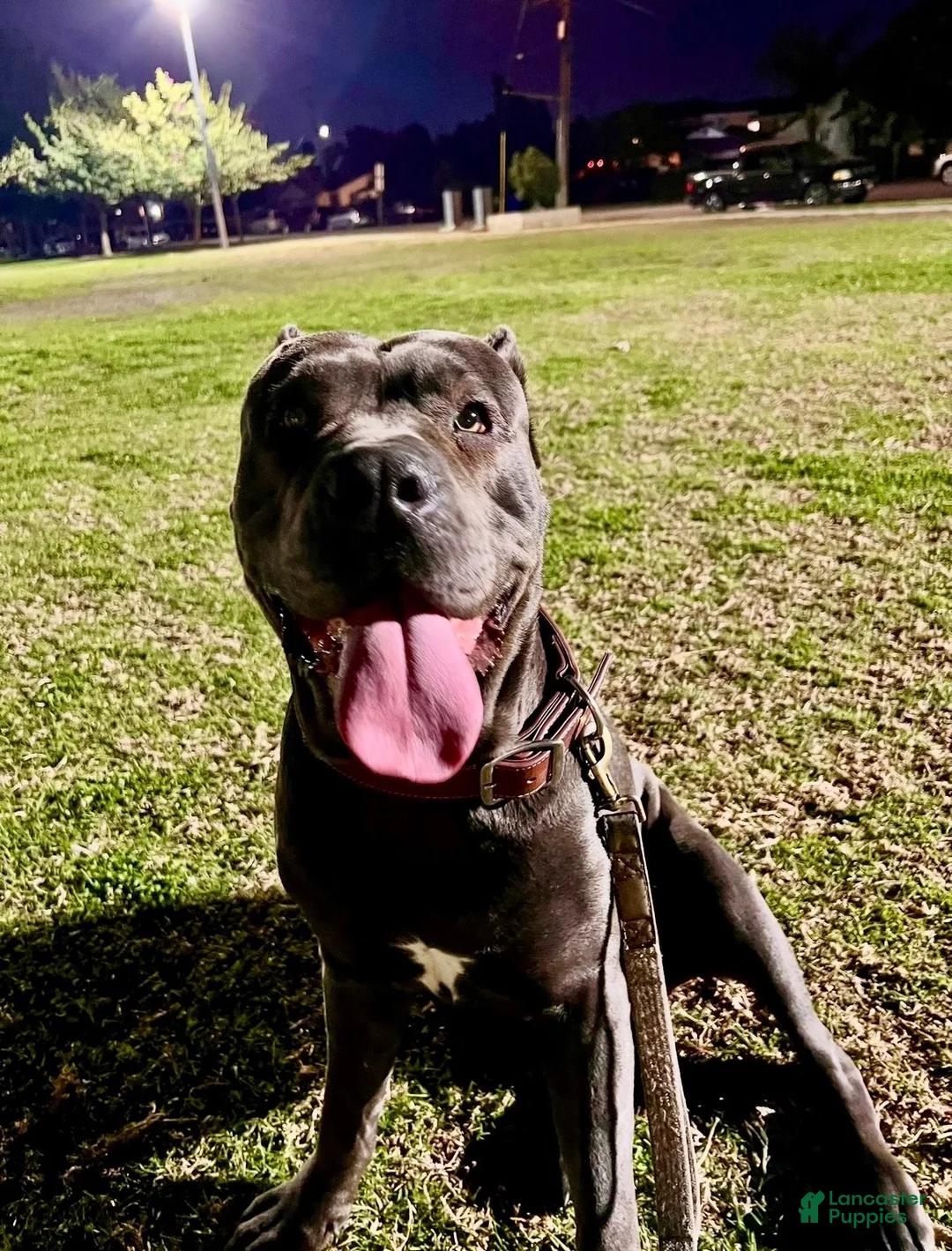 Cane Corso dogs for sale: APHRODITE - Ad 9