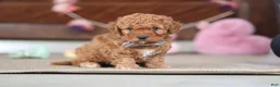 Cavapoo dogs for sale: Henry - Ad 8