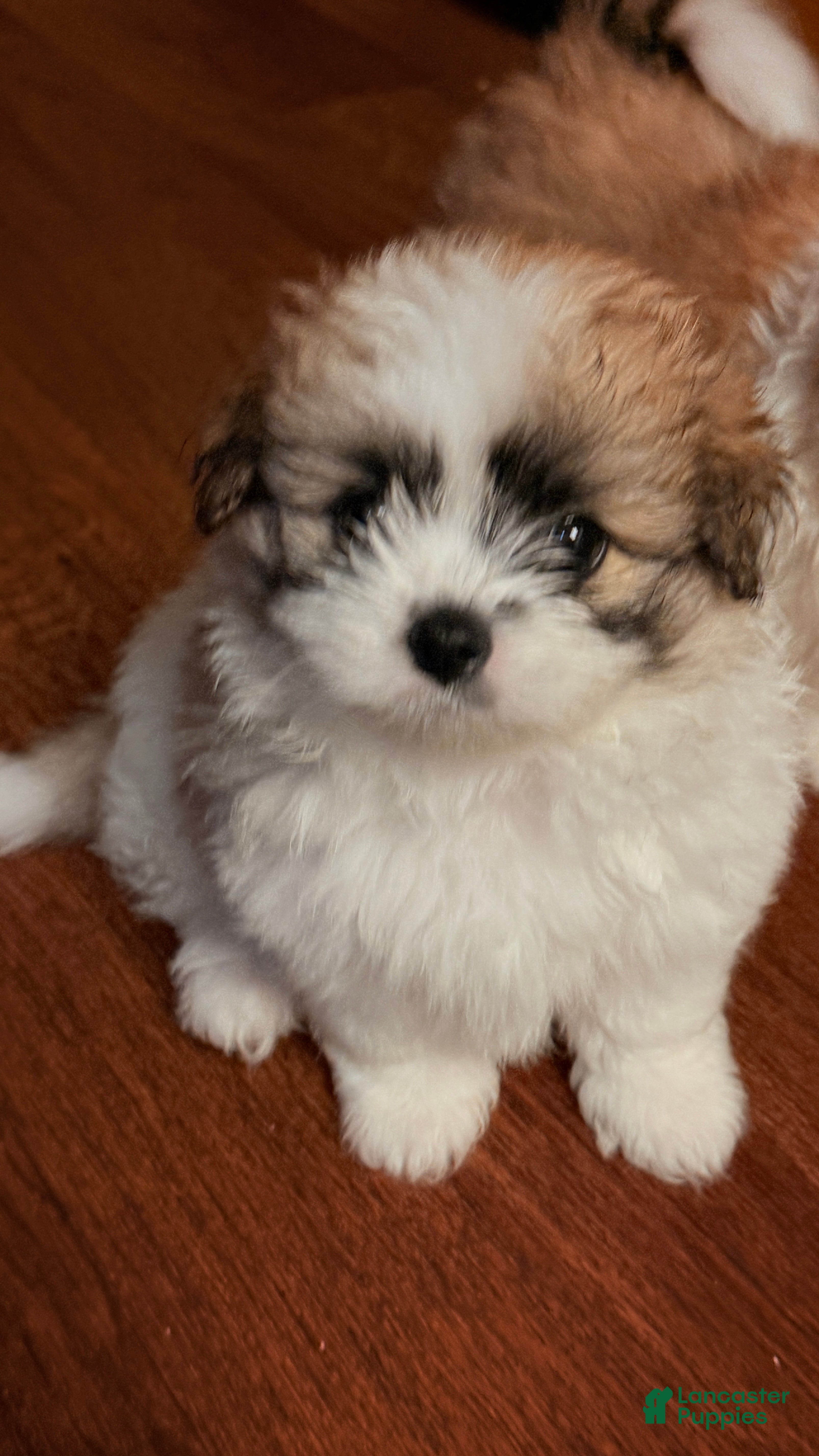 Mixed Breed dogs Molly - Ad 11