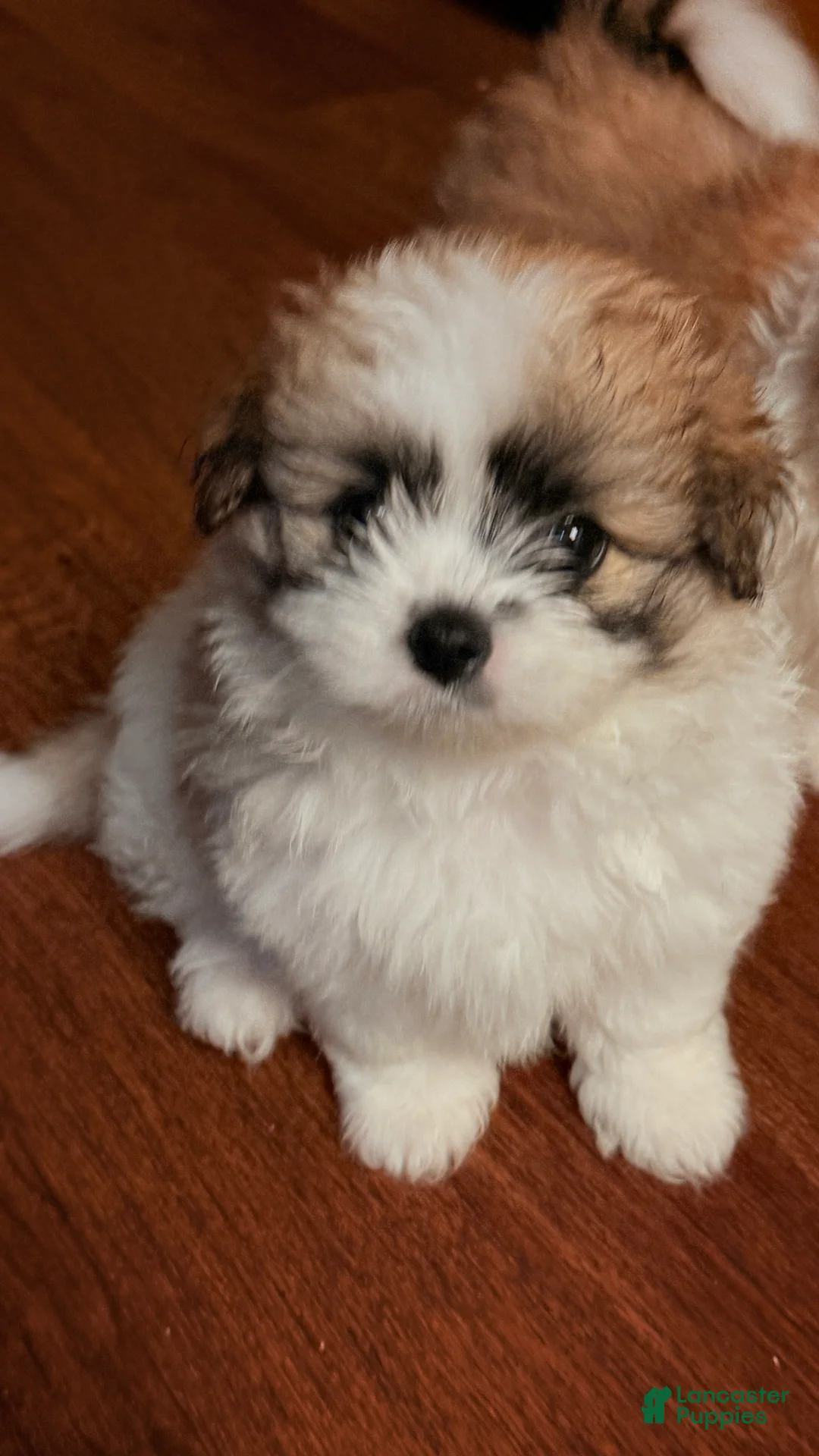 Mixed Breed dogs for sale: Molly - Ad 1