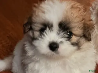 Mixed Breed dogs Molly - Ad 11