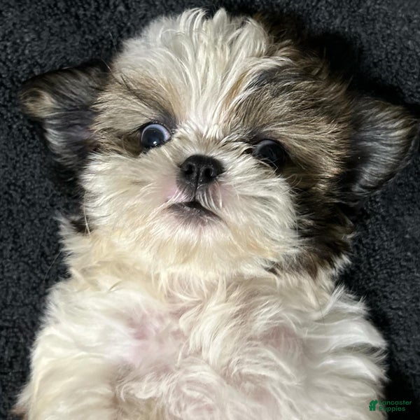 Shih Tzu dogs Riley - Ad 36