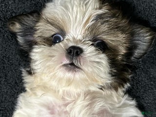 Shih Tzu dogs Riley - Ad 11