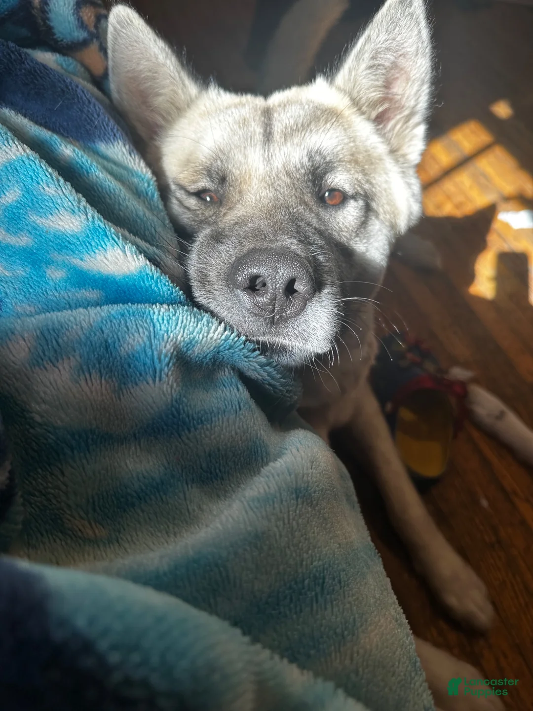 Mixed Breed dogs for sale: Cinco - Ad 8