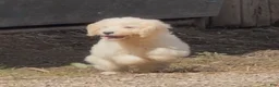 Mini Goldendoodle dogs for sale: Kristoff - Ad 5