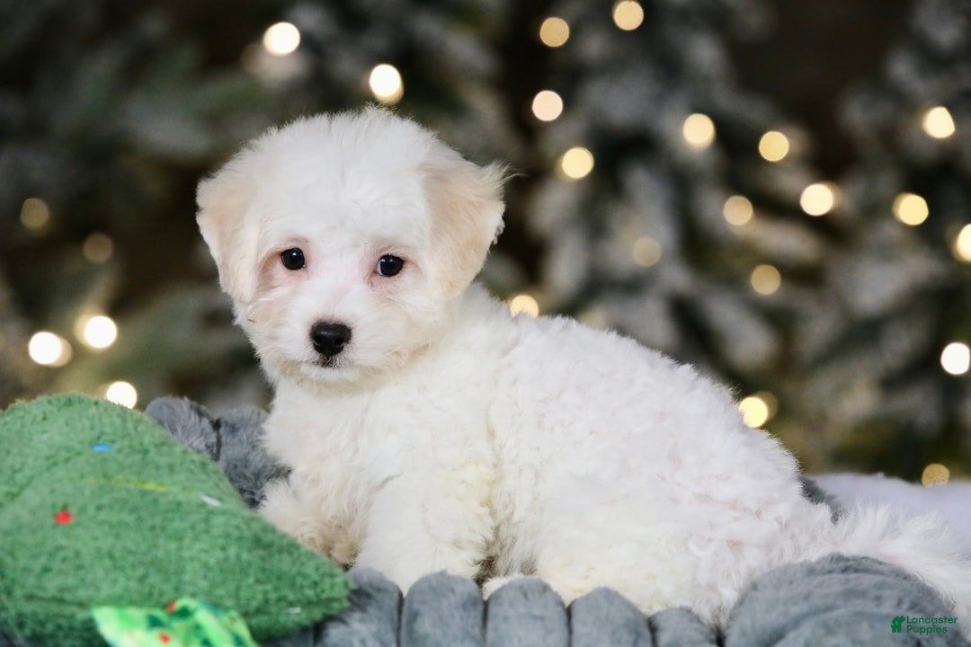 Teddy Bear dogs for sale: Dasher - Ad 13