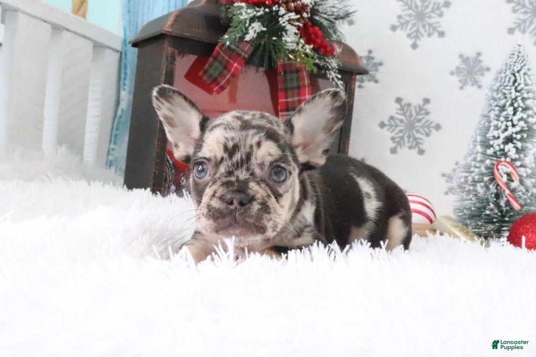 French Bulldog dogs for sale: Lilly - Ad 4