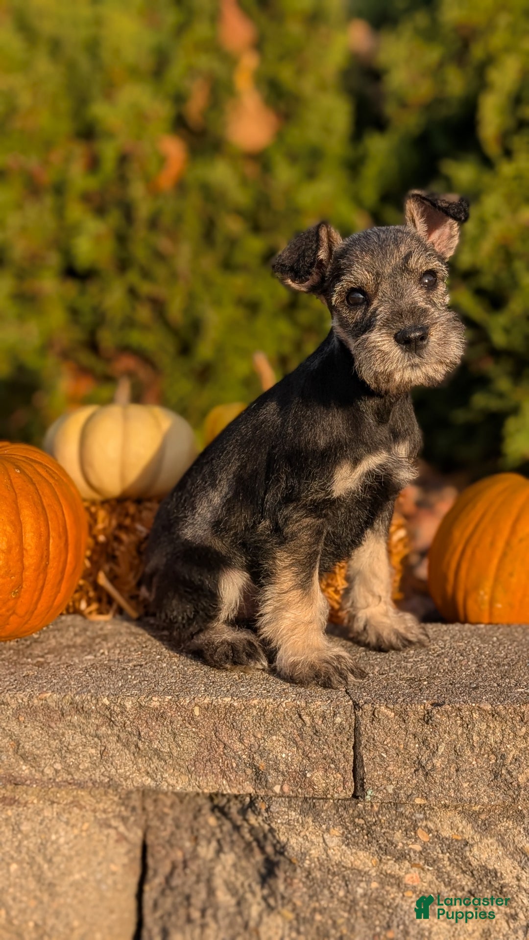 Miniature Schnauzer dogs for sale: Apollo - Ad 7