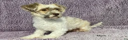 Havapoo dogs for sale: Alice - Ad 6