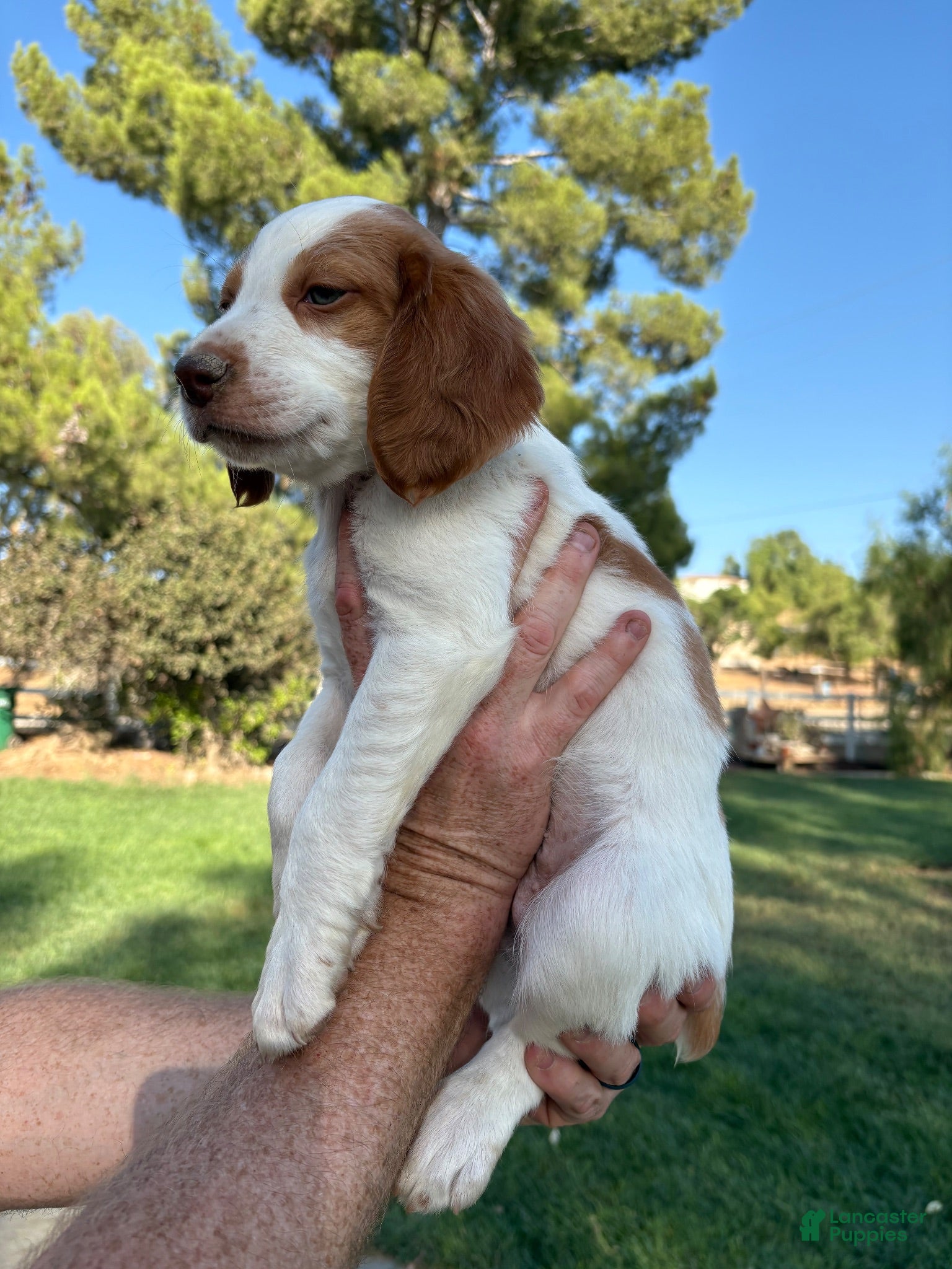 Brittany Spaniel dogs Brittany Spaniel 3 - Ad 1