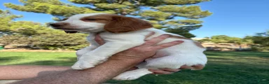 Brittany Spaniel 3