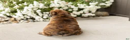 English Bulldog dogs for sale: Bella - Ad 7