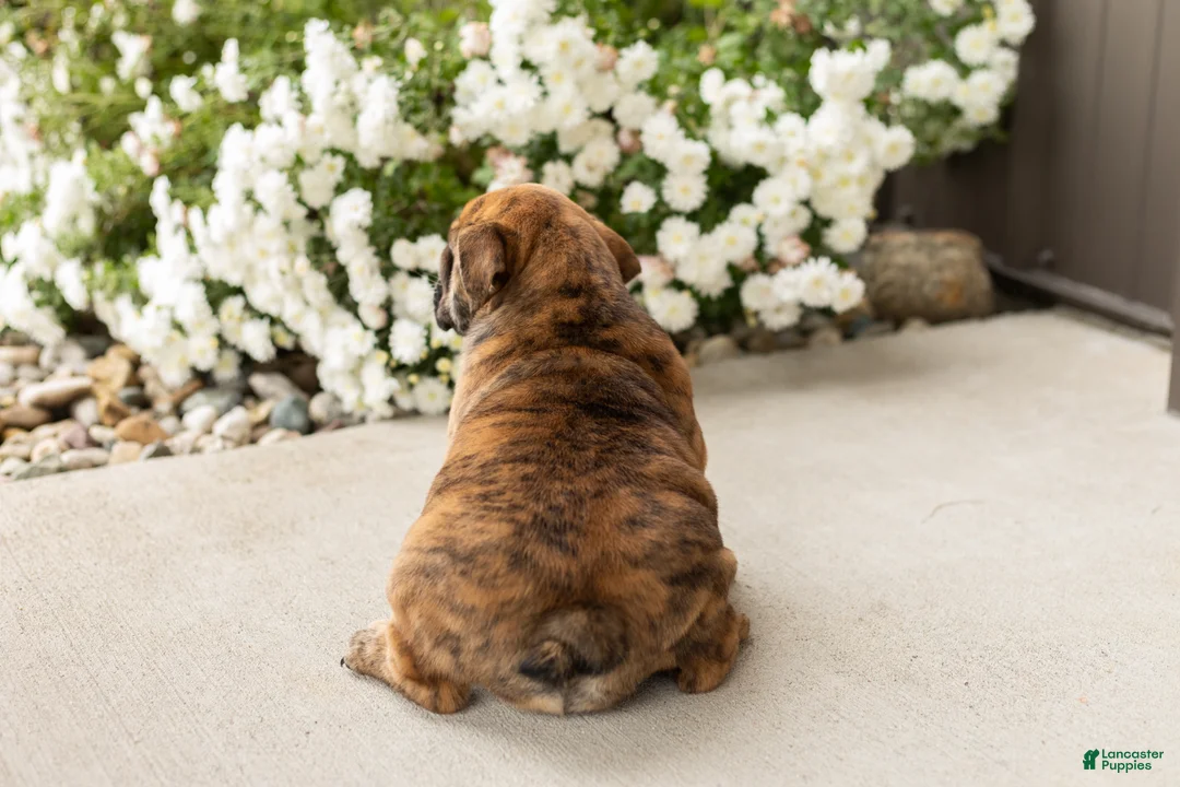 English Bulldog dogs for sale: Bella - Ad 7
