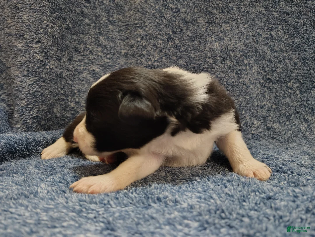 Border Collie dogs for sale: Alfie - Ad 4