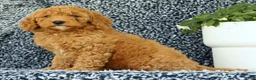 Mini Goldendoodle dogs for sale: Vanessa - Ad 4